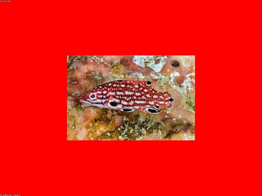 ឱកាសក្នុងជីវិតស្ថិរភាព